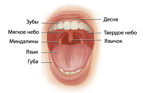 воспаление миндалины в горле фото