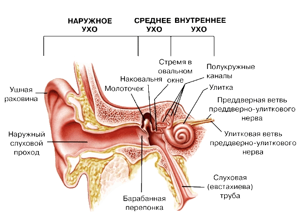 заболевание среднего уха
