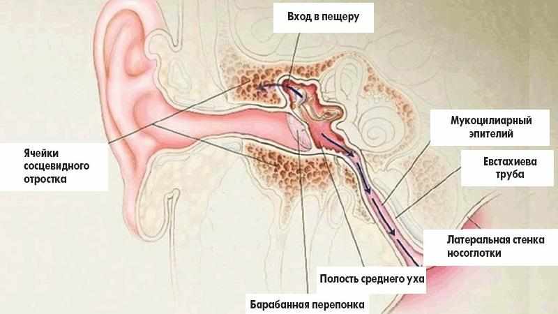 слуховая труба