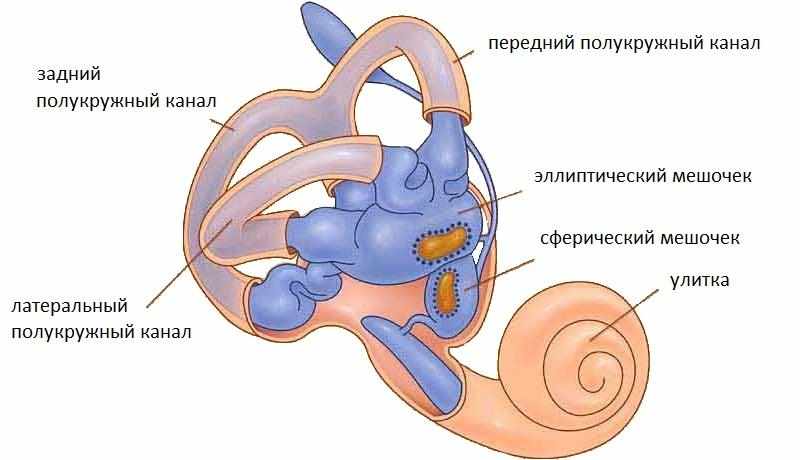 внутреннее ухо анатомия