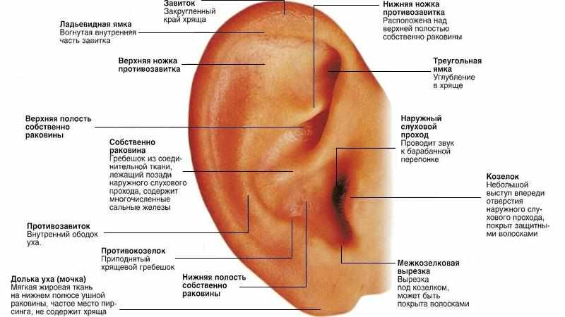 строение органов слуха
