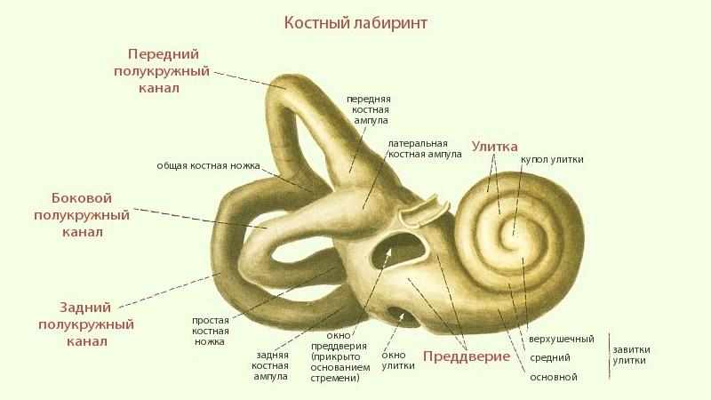 строение и функции органов слуха