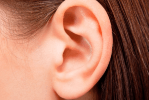 строение среднего уха человека