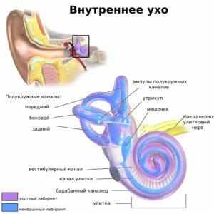 воспаление внутреннего уха у взрослых симптомы