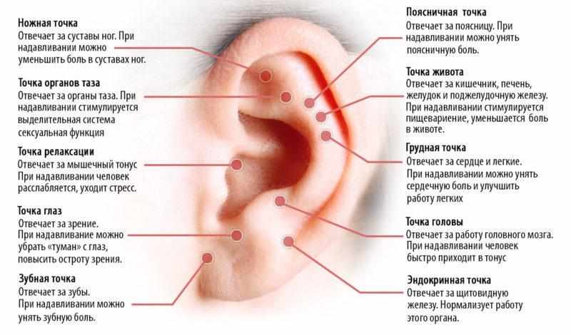 нервные окончания в ушах