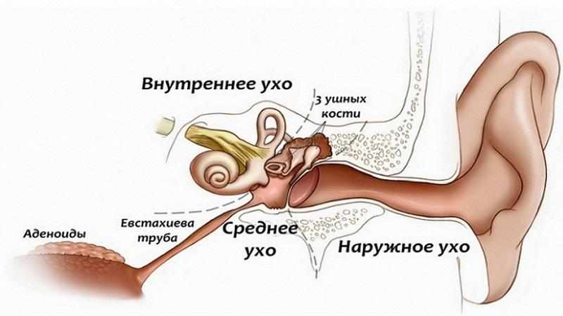 Заболевания уха человека
