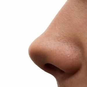 анатомия носовых ходов