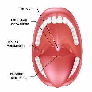 Что такое миндалины в горле
