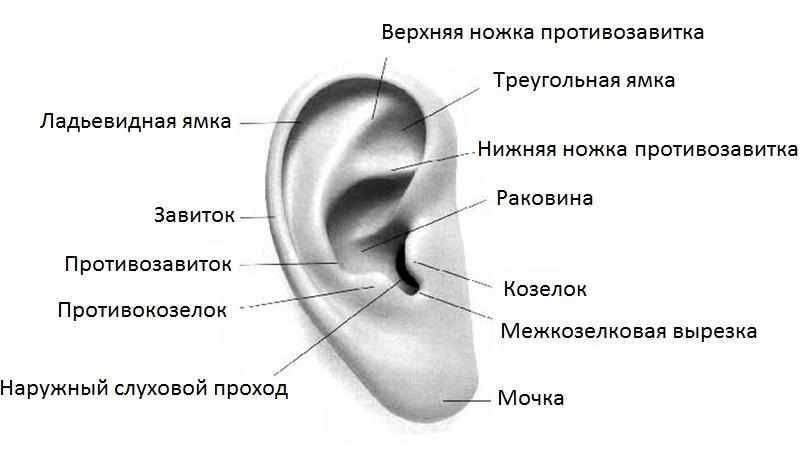 слуховой аппарат человека