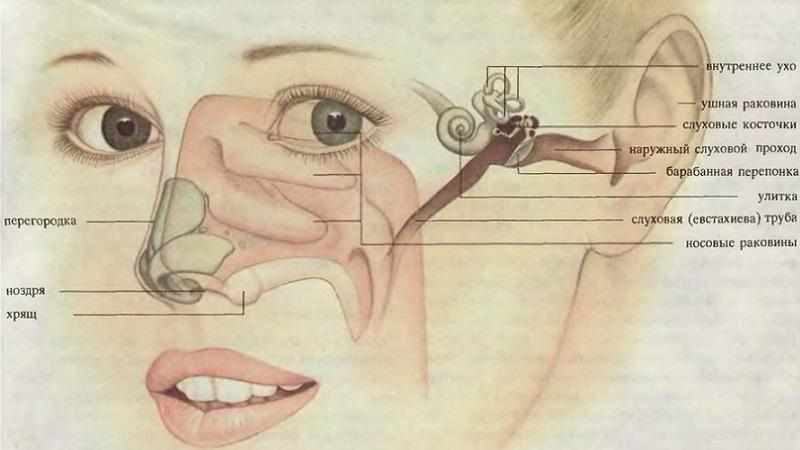 Строение ушного канала