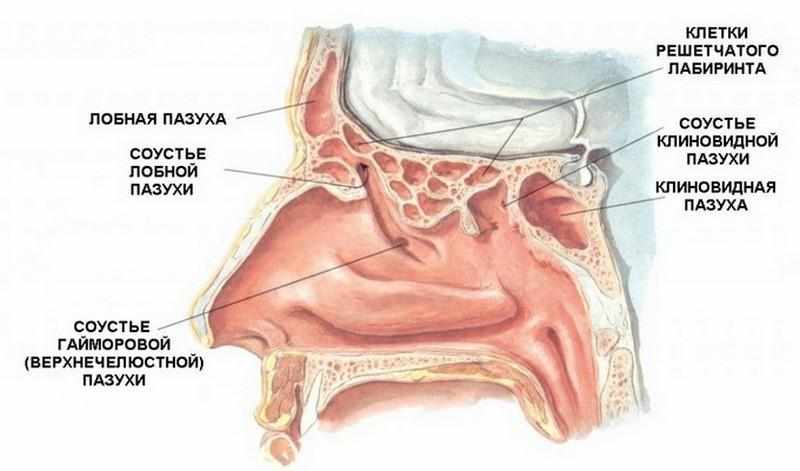 анатомия наружного носа