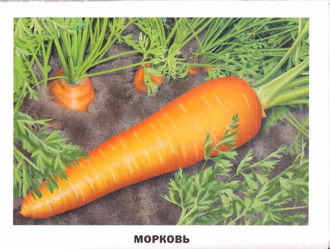 Морковь на грядке