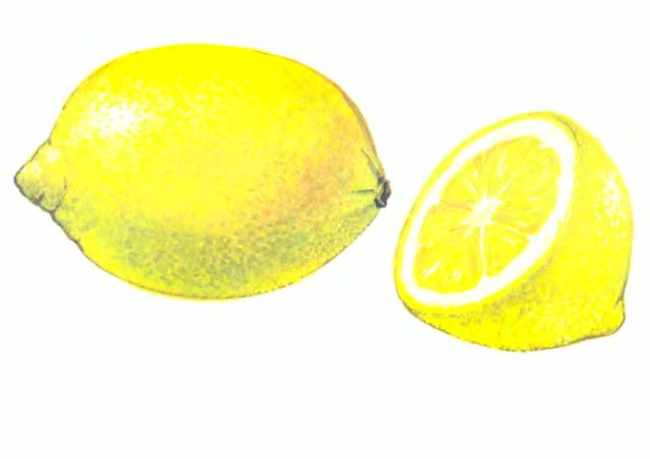 Лимон в разрезе