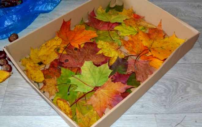 Листья в коробке