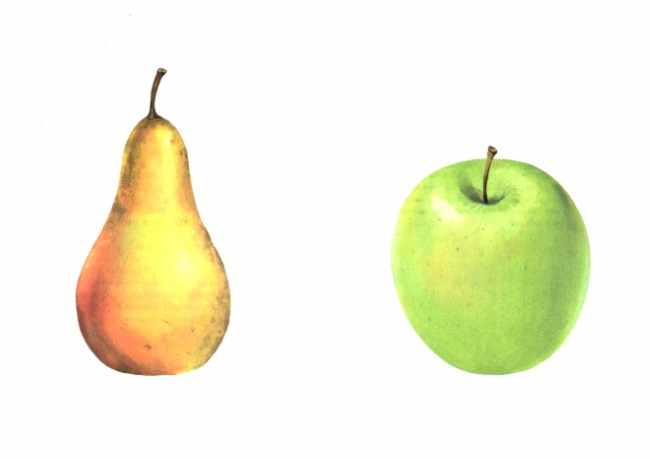 Груша и яблоко