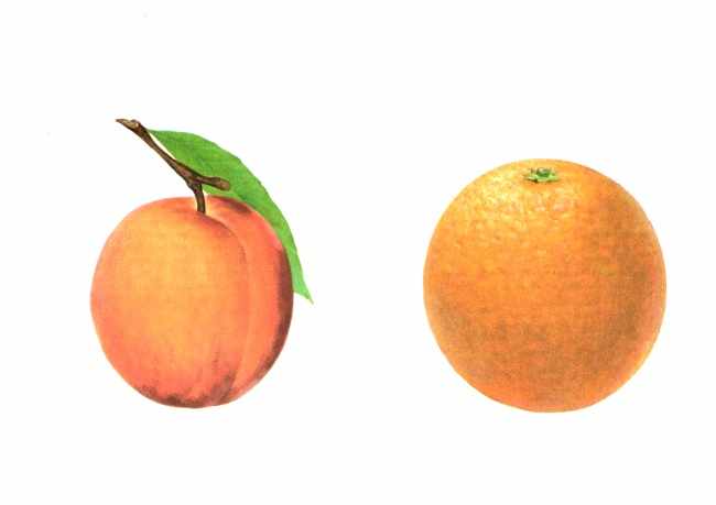 Абрикос и апельсин
