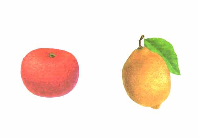 Лимон и мандарин