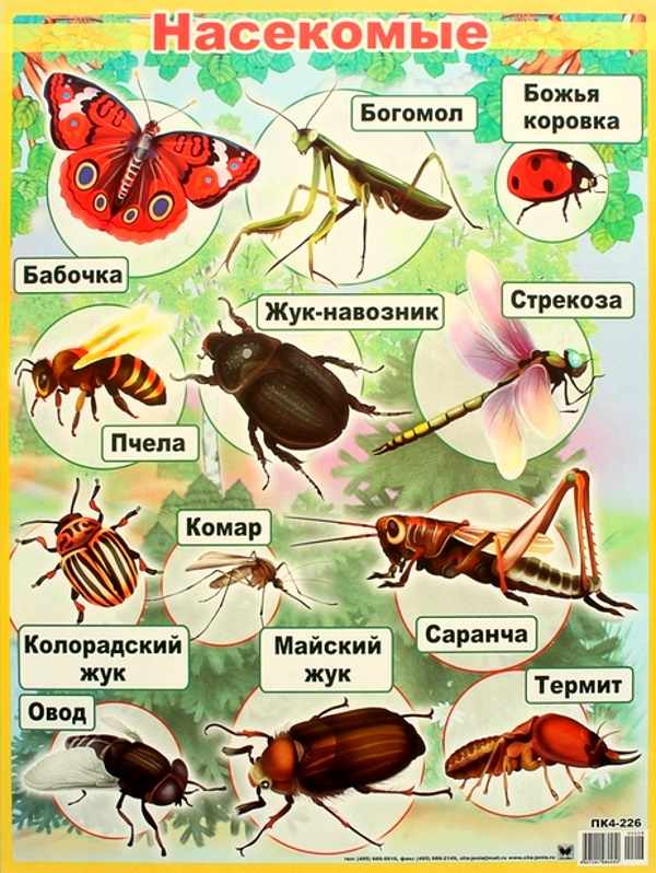 Виды насекомых картинки для детей