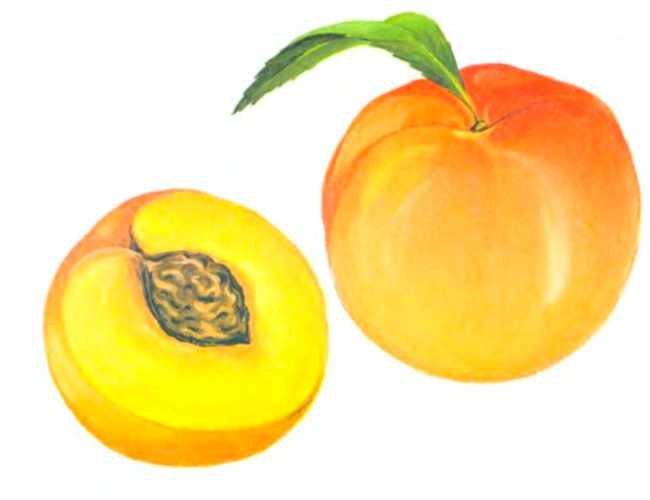 Персик в разрезе