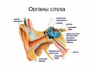 Строение органов слуха
