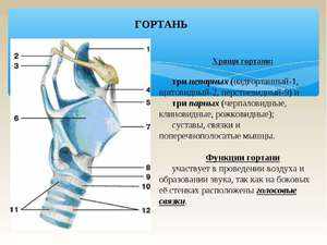 Анатомия гортани человека